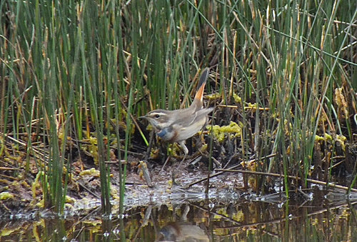 bluethroat